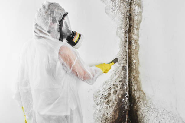 Best Basement Mold Remediation in Minneota, MN