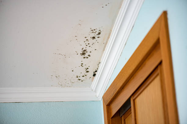 Best Attic Mold Remediation in Minneota, MN